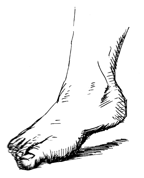Foot